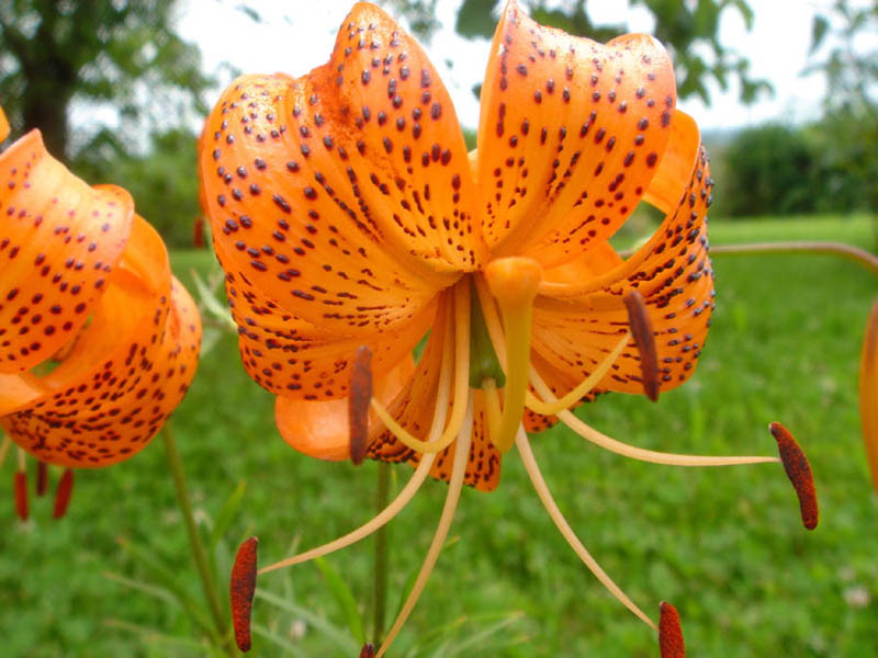 Lilium davidii var wilmotiae en fleurs dans une prairie d'altitude du Sichuan